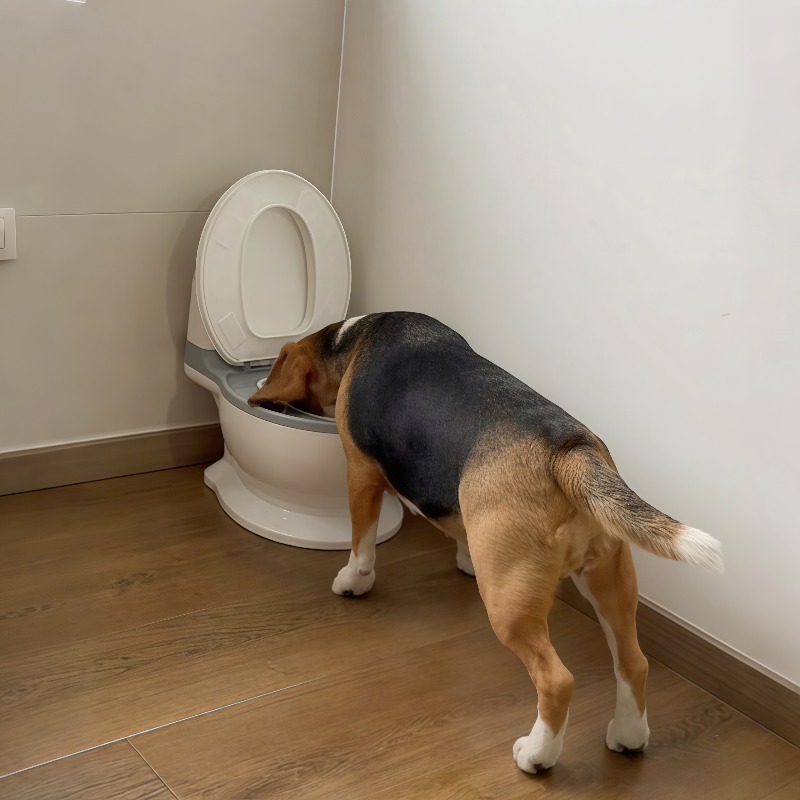 Pet Feeders - Nouveau bol d'alimentation lente pour chien,